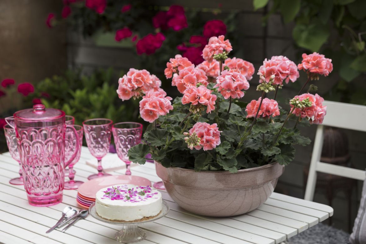 Pelargonie