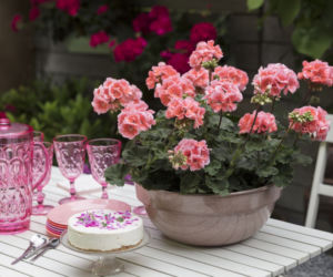Pelargonie