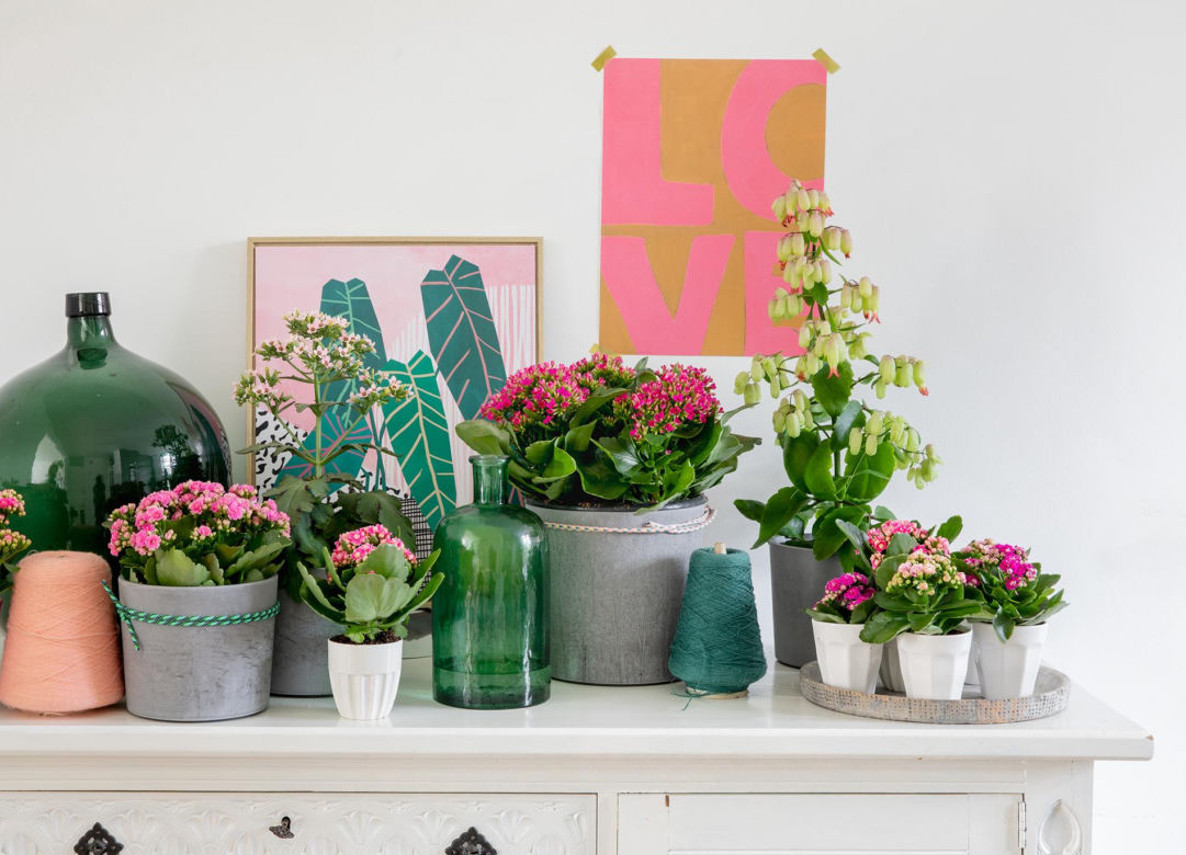 Kalanchoe