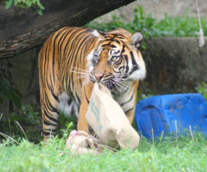 Zabawki dla zwierzaków w zoo