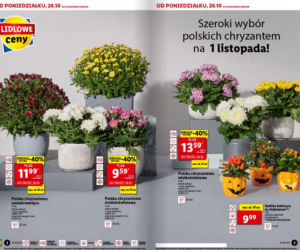 Wszystkich Świętych 2020. Mega promocje w Lidlu i Biedronce
