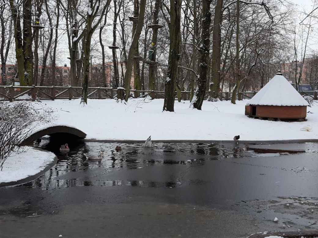 Z górki na pazurki, czyli zima w Parku 1000-lecia w Lesznie