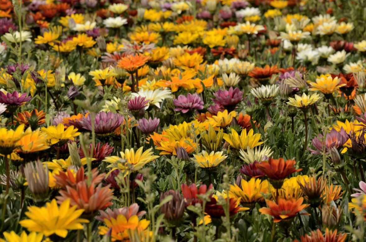 Gazania