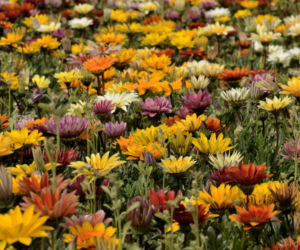 Gazania