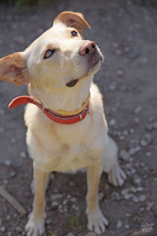 PIES DO ADOPCJI - Bella