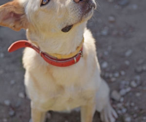 PIES DO ADOPCJI - Bella