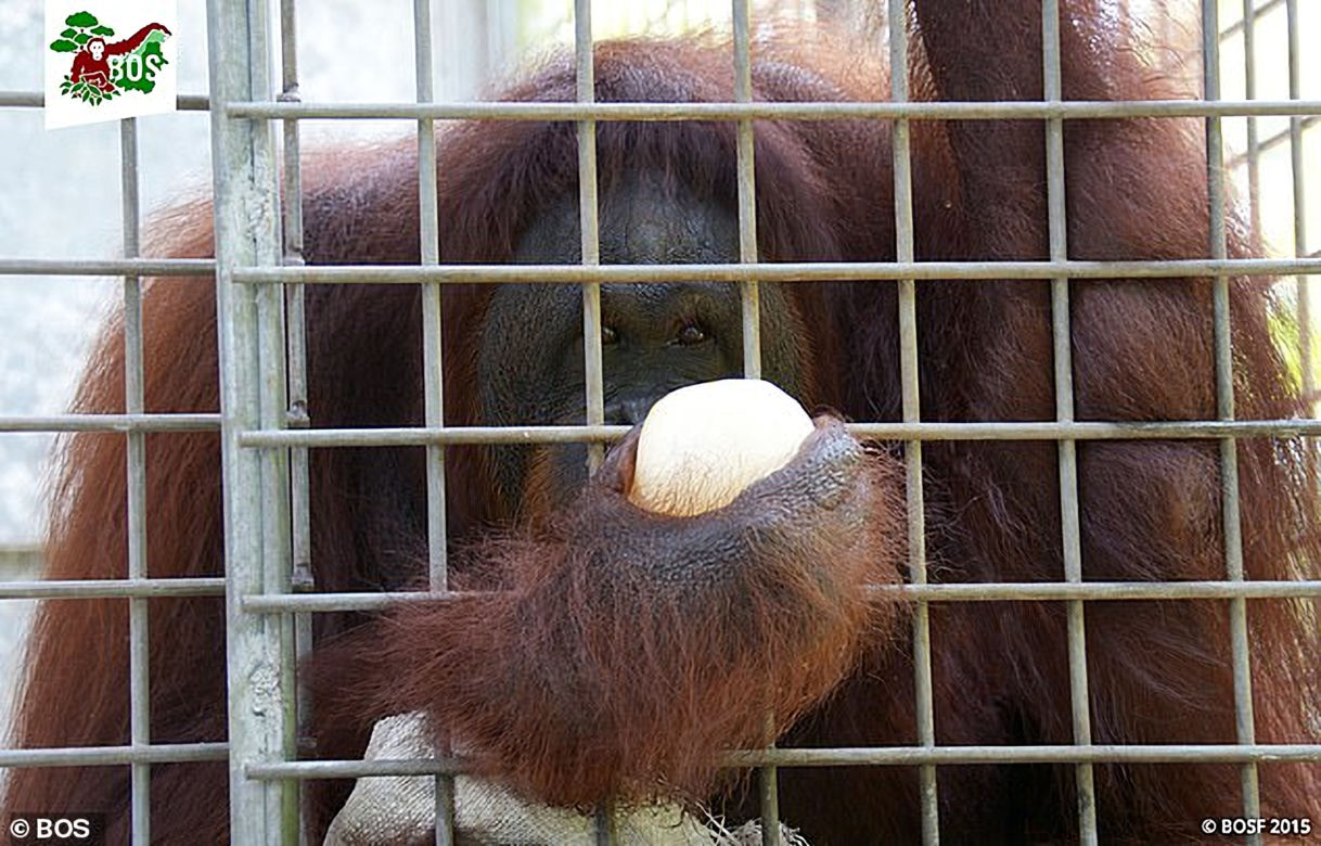 Horror orangutanicy! Była seks-więźniem w burdelu