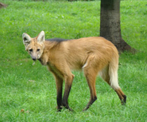 Wilk grzywiasty