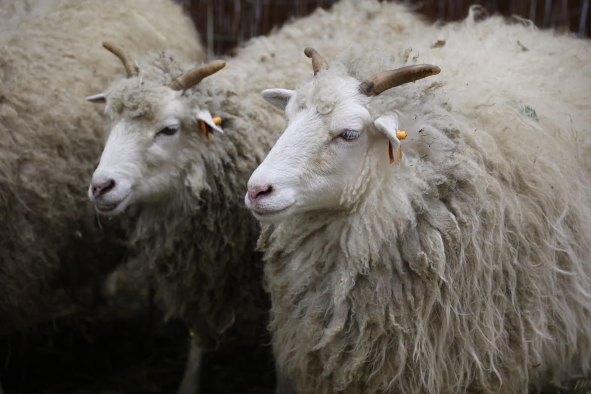 Zoopark 2024 w Lublinie. Można podziwiać wiele gatunków zwierząt