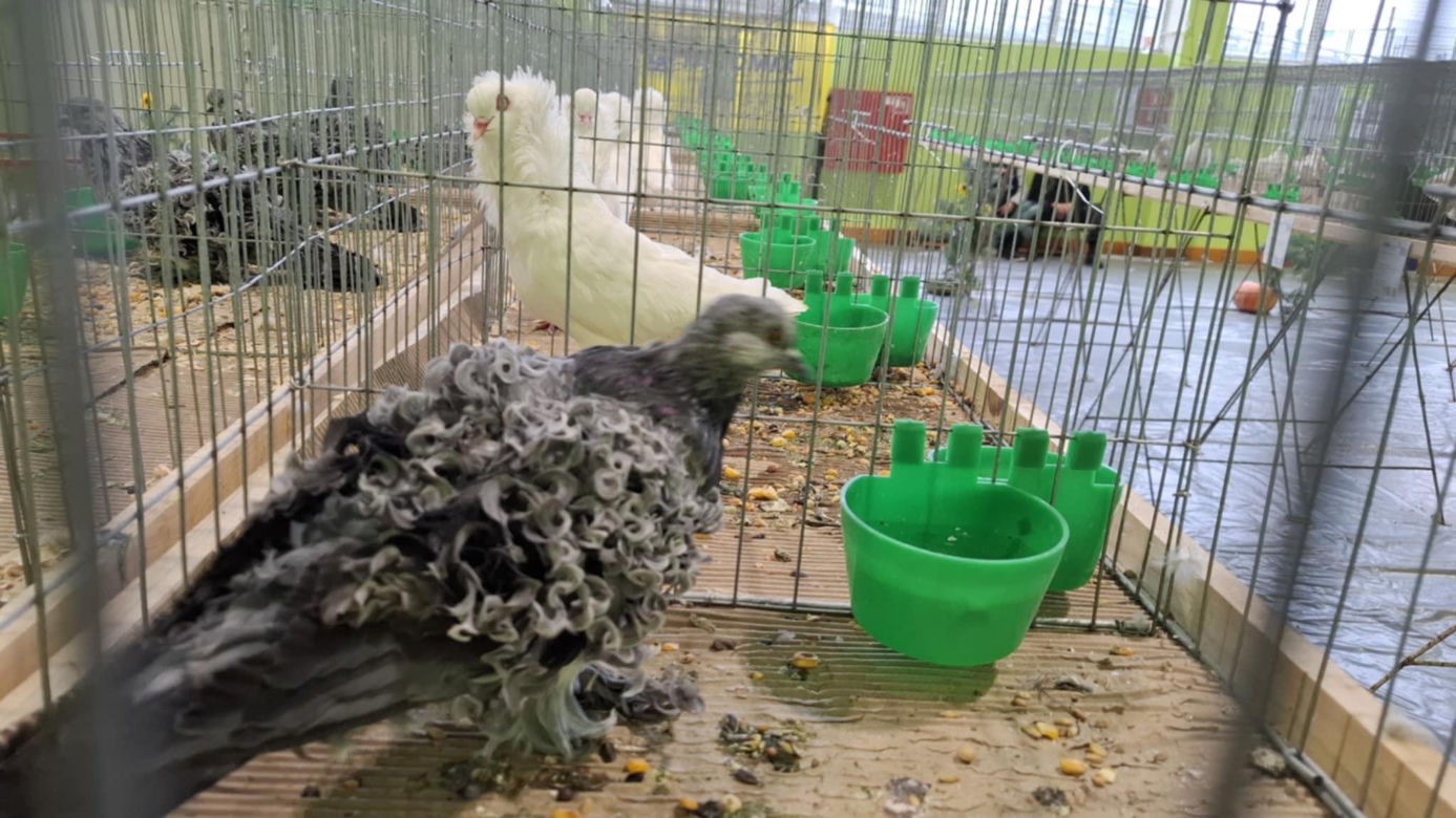 Kalisz. Rasowe gołębie, drób i króliki można podziwiać w hali OSRiR