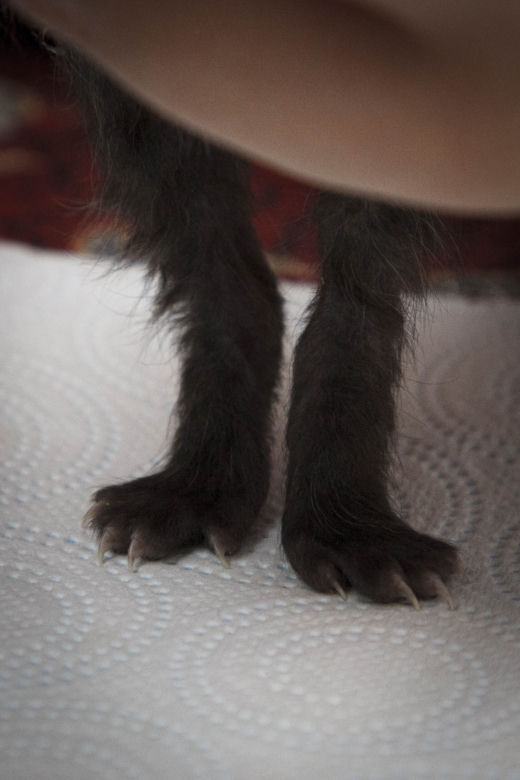 Uratowane koty potrzebują pomocy 