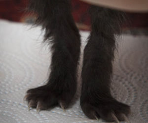 Uratowane koty potrzebują pomocy 