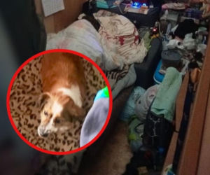 Przywiązywał psa do nogi łóżka! Przedstawiciele OTOZ Animals nie mogli uwierzyć w to, co zobaczyli 