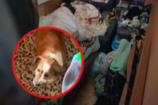 Przywiązywał psa do nogi łóżka! Przedstawiciele OTOZ Animals nie mogli uwierzyć w to, co zobaczyli 