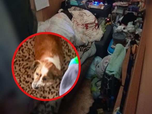 Przywiązywał psa do nogi łóżka! Przedstawiciele OTOZ Animals nie mogli uwierzyć w to, co zobaczyli 