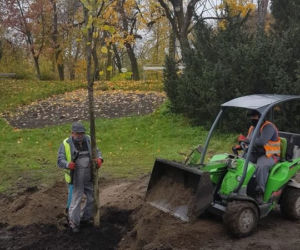W Toruniu pojawiły się nowe drzewa i krzewy. Nasadzenia w rejonie placu Rapackiego