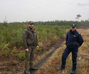 Śląskie: Coraz więcej przypadków kradzieży choinek z lasów. Będzie więcej patroli straży leśnej [ZDJĘCIA]