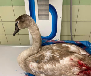 Łabędź Odi ranny po walce z innym ptakiem