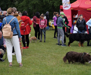 Piknik Dobrych Psów i Ludzi w Myślęcinku [ZDJĘCIA]