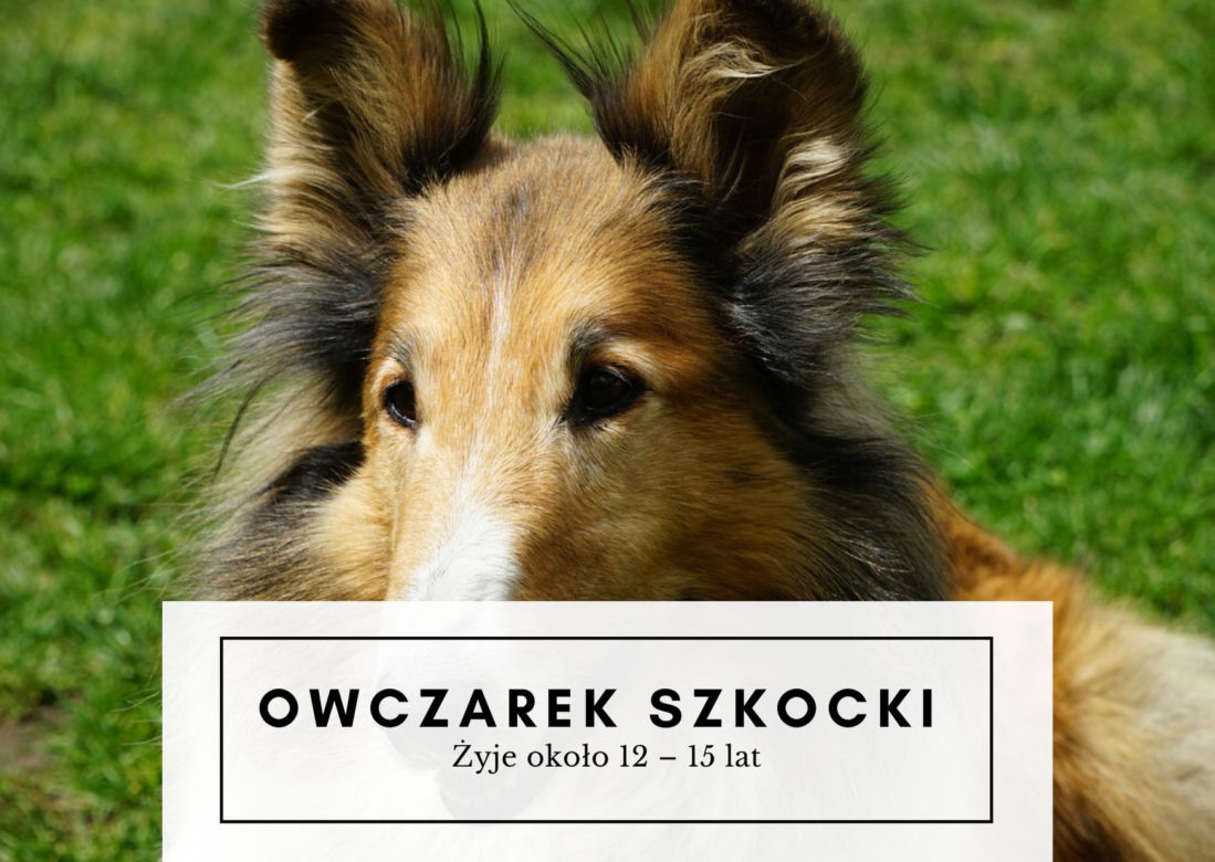 Te psy żyją najdłużej! Niektóre mogą towarzyszyć nam nawet 20 lat