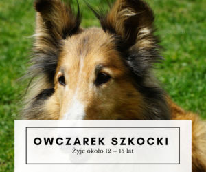 Te psy żyją najdłużej! Niektóre mogą towarzyszyć nam nawet 20 lat