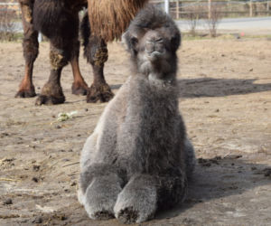 Galia - nowy wielbłąd w poznańskim ZOO