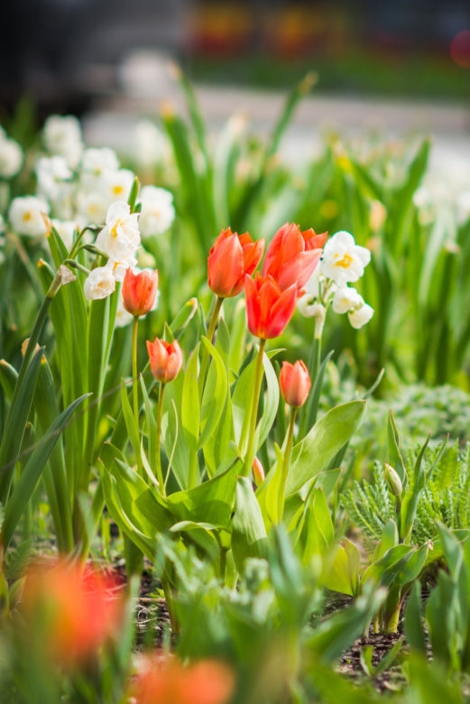 Tulipany