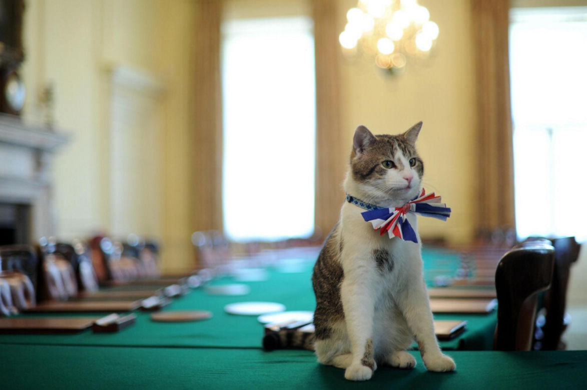 Oto Larry. Chief Mouser to the Gabinet Office
