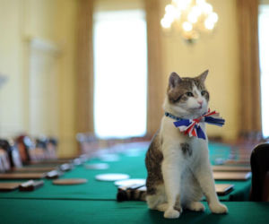 Oto Larry. Chief Mouser to the Gabinet Office