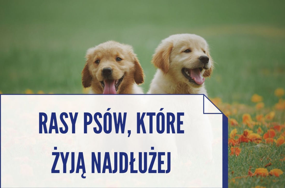 Te rasy psów, które żyją najdłużej. Niektóre nawet ponad 20 lat! [ZDJĘCIA]
