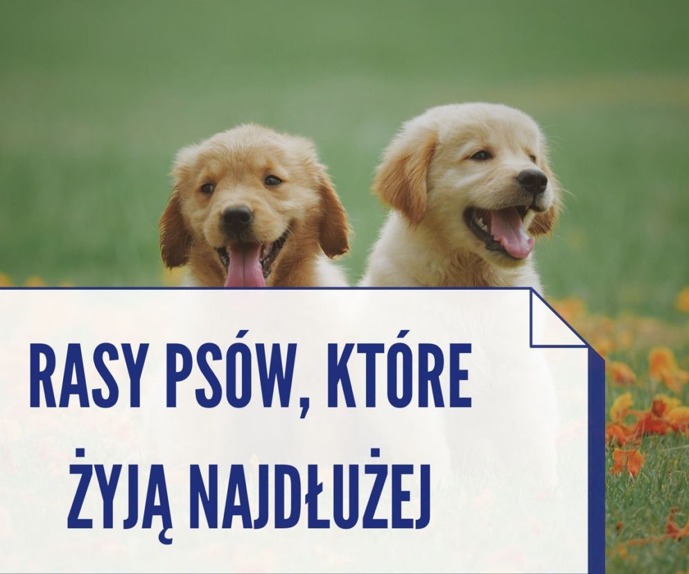 Te rasy psów, które żyją najdłużej. Niektóre nawet ponad 20 lat! [ZDJĘCIA]