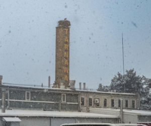 Bocian z Tarnowa postanowił spędzić zimę w Polsce. „Może to znak naszych czasów?”