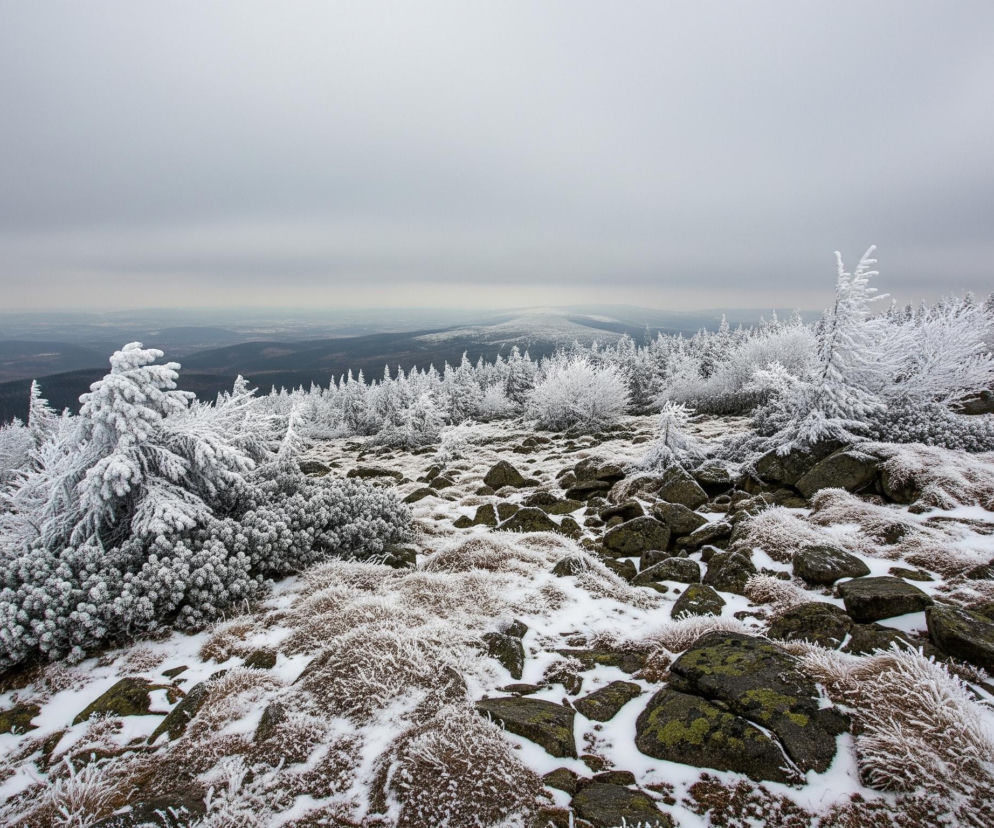 Górski krajobraz zimowy wypełnia obraz. Pierwszy plan i środkowa część przedstawiają skaliste, zaśnieżone zbocze, na którym rosną szarozielone kępy traw pokryte szronem, a także liczne drzewa iglaste i krzewy gęsto oszronione, tworząc białe, puszyste formy. W tle rozciąga się pasmo niższych, ciemniejszych gór, a nad całością dominuje jednolite, szare, zachmurzone niebo, przechodzące w jaśniejszy odcień przy horyzoncie.