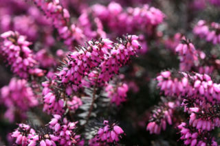 Wrzosiec krwisty - Erica carnea