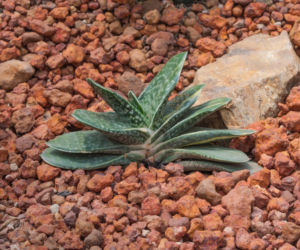 Gasteria