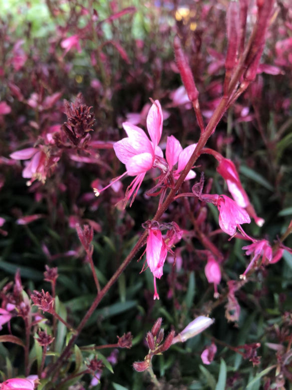 Gaura Lindheimera