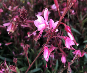 Gaura Lindheimera