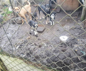 Interwencja OTOZ Animals w Suchym Dębie
