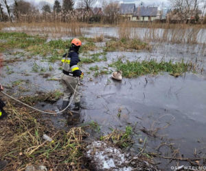 Łabędź przymarzł do tafli lodu! Uratowali go strażacy z OSP Wtelno [ZDJĘCIA]
