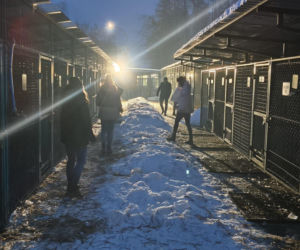 Minister interweniuje w sprawie schronisk w Tarnowie i Oświęcimiu. Są wyniki nagłej kontroli