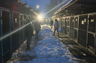 Minister interweniuje w sprawie schronisk w Tarnowie i Oświęcimiu. Są wyniki nagłej kontroli