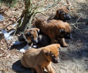 Ktoś porzucił w lesie szczeniaki. Pieski uratowali dzielnicowi!