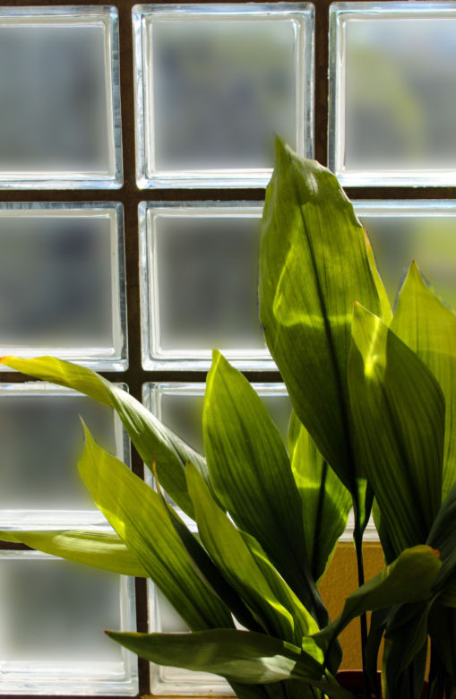 Aspidistra