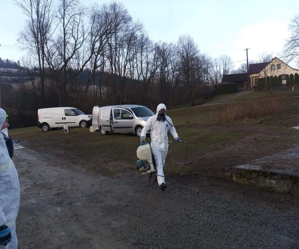 Krasne Potockie. Drugie ognisko ptasiej grypy w Małopolsce! Zakażone zwierzęta zostały zagazowane