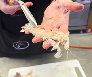 Turystyka rybacka w Cesenatico. Włoskie wybrzeże kusi polskich turystów