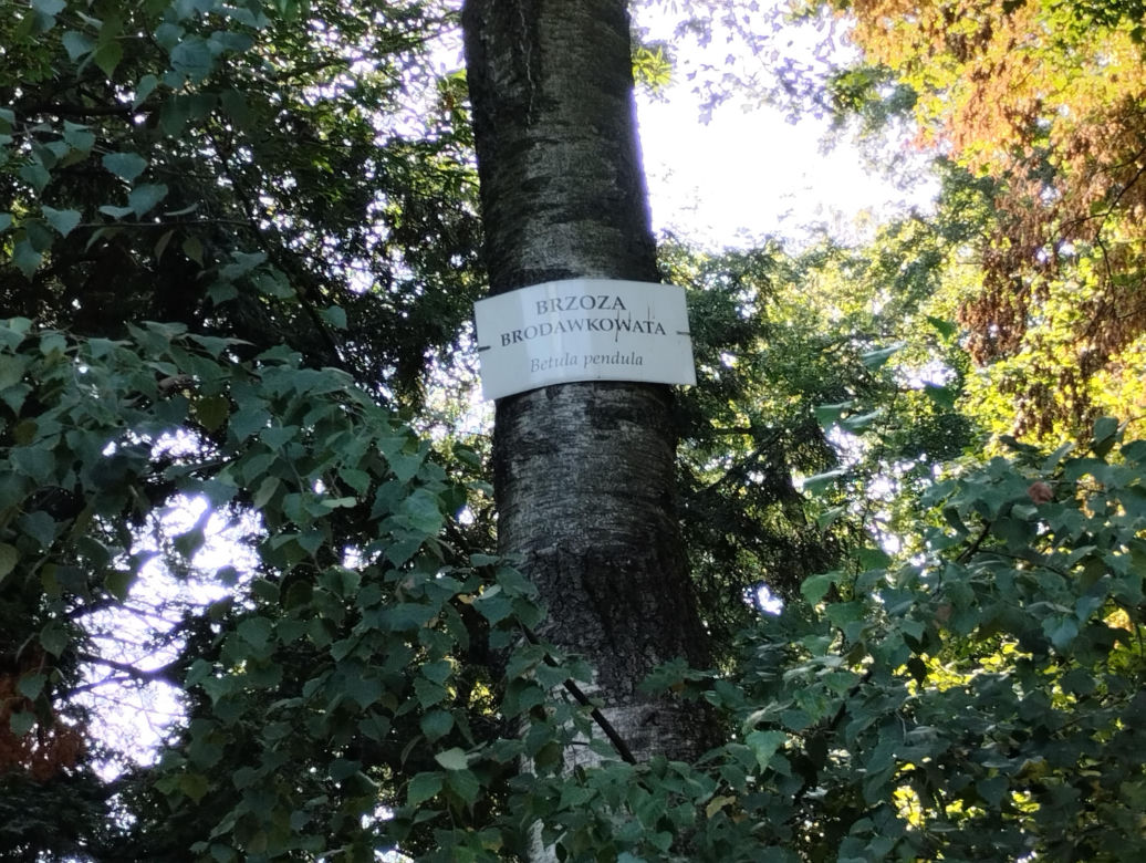 Pomniki przyrody w Parku Strzeleckim w Tarnowie