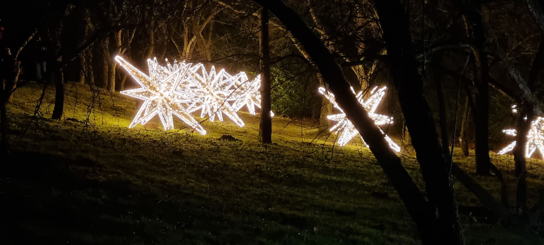 Ogród Botaniczny po zmroku zamienia się w magiczny ogród [GALERIA]