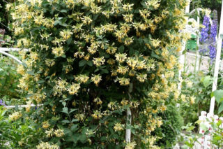Wiciokrzew pomorski 'Graham Thomas' - Lonicera periclymenum 'Graham Thomas'