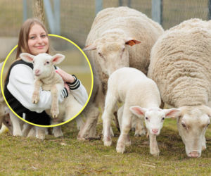 Nowi, rozkoszni mieszkańcy Zwierzętarni ZUT! W marcu urodziły się cztery jagnięta