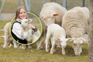 Cztery urocze jagnięta przyszły na świat w Zwierzętarni. Poznajcie Polę, Benia, Maćka i Gabrysia!